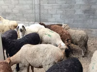 भेड़, Tian-Shan semifinewool sheep — फ़ोटो 1