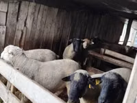 Ram, Ile-de-France sheep — photo 7
