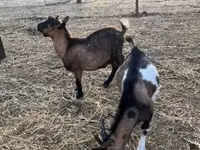 تيس, الماعز — الصورة 5