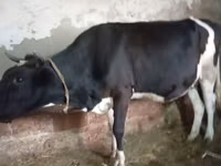 Cow, Russian Black pied cattle — photo 7