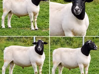 मेढ़ा, Beltex sheep — फ़ोटो 2