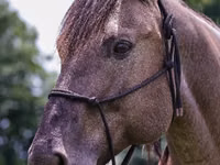 حصان, Quarter Horse — الصورة 7