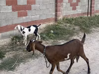 Cabra, Nubian Goat — foto 4