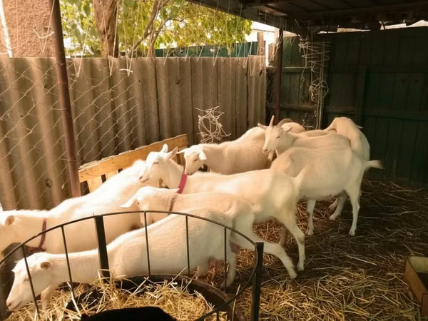 Ziegen (Partie, Geschlecht nicht angegeben), Pomellata goat