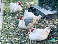 Hausente — Foto 4