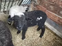 Carnero, Wallis Country sheep — foto 4