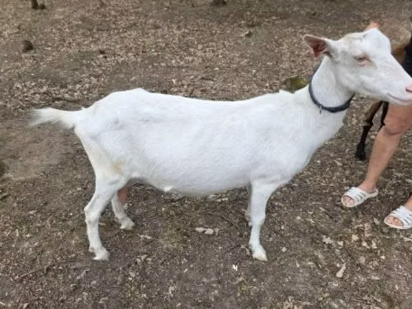 Ziege, Saanen goat