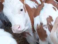 Bull, Simmental cattle — photo 1