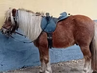 घोड़ा, Shetland Pony — फ़ोटो 2