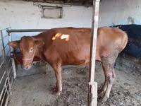 بقرة, Red Estonian cattle — الصورة 1