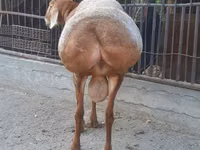 Widder, Saryarka sheep — Foto 4