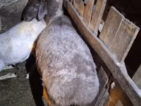 Schaf, Adal sheep — Foto 3