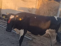 गाय, जंगली याक — फ़ोटो 1