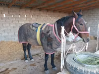 Horse (M), Karabakh horse — photo 3