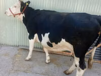 Vaca, Hereford — foto 1