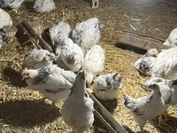 براهما — الصورة 2