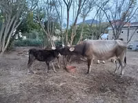 Cow, Red-spotted breed — photo 1