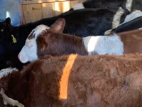 Bovinos (lote, sexo no especificado), Simmental cattle — foto 4