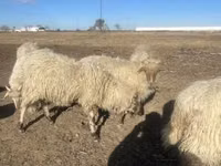 Widder, Merino sheep — Foto 4