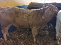 Bulle, Simmental cattle — Foto 7
