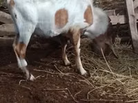 Billy Goat, Nubian Goat — photo 1