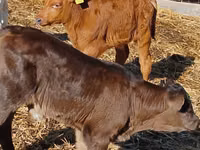 मवेशी (लॉट, लिंग निर्दिष्ट नहीं), Simmental cattle — फ़ोटो 5