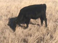 Toro, Swiss cattle — foto 4