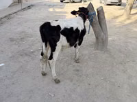 Toro, Ganado vacuno — foto 2