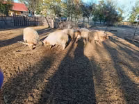 Oveja, Racka sheep — foto 3