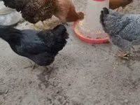 Chickens — Foto 4