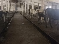 Kuh, Holstein-Rasse — Foto 7