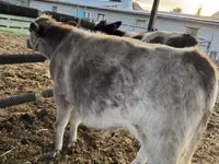 Bovinos (lote, sexo no especificado), Azul Belga — foto 1