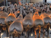 Widder, Baerchuke sheep — Foto 1