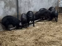Cerdos (lote, sexo no especificado) — foto 3