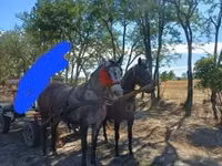 Mare, Horses — photo 1