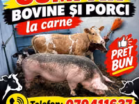 Vaca, Simmental cattle — foto 1