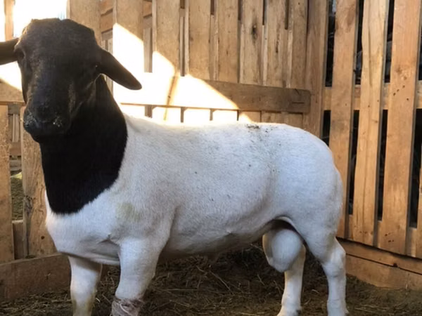 كبش, Dorper sheep