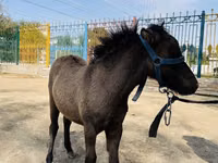 خيول (دفعة، الجنس غير محدد), Australian Pony — الصورة 2