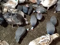 Turkeys — foto 1