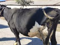 Kuh, Holstein-Rasse — Foto 8