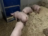خنزير ذكر — الصورة 6