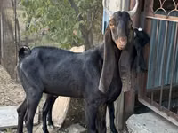 Ziege, Kamori goats — Foto 1