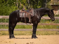 Horse (M), Friesian — photo 3