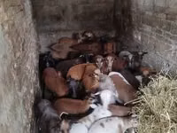 Schaf, Cameroon sheep — Foto 1