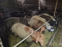 كبش, Edilbay sheep — الصورة 3