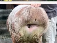 Schaf, East Friesian Dairy sheep — Foto 5