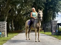 Caballo, Quarter Horse — foto 5