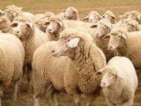 Schaf, Bessarabian sheep — Foto 4