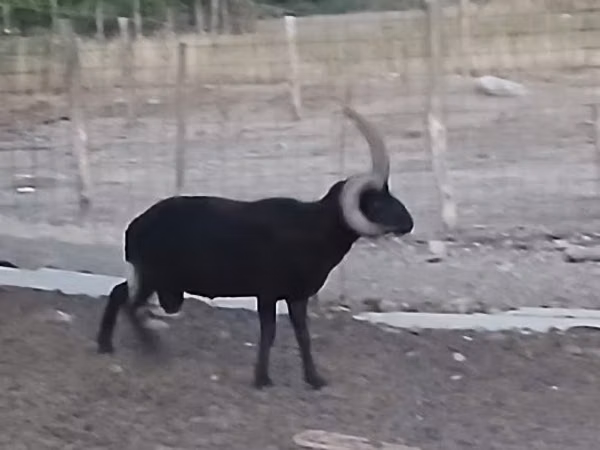 Widder, Shetland sheep