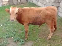 सांड, Simmental cattle — फ़ोटो 1